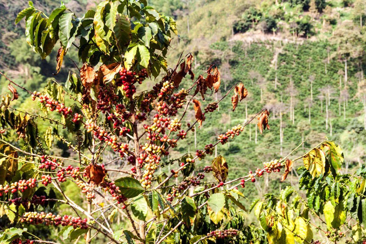 A coffee plant wilts in the sun on a plantation near Manizales, Colombia. (Photo courtesy of the author)