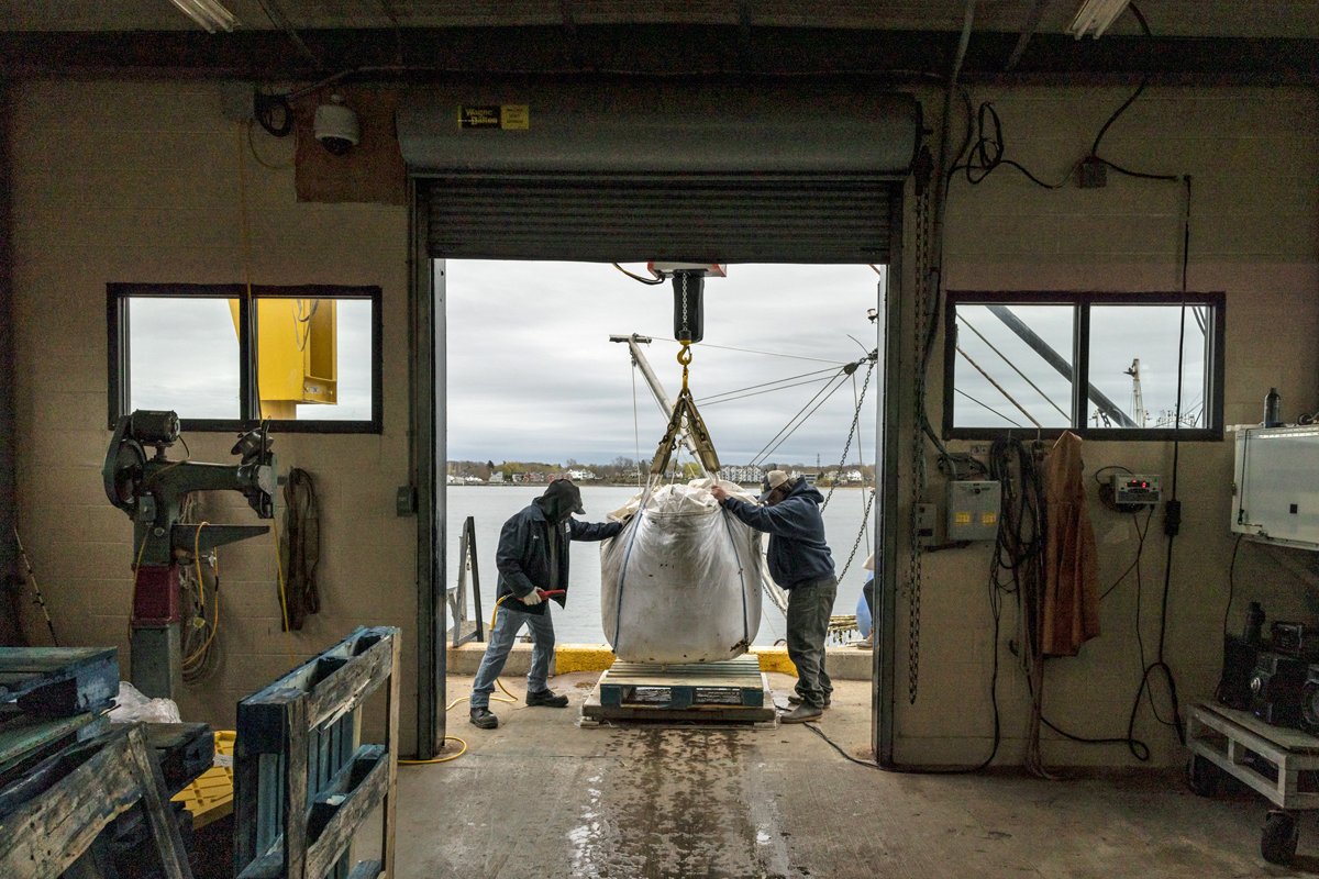 Sugar kelp is unloaded at the Portland Fish Exchange. (Photo credit: Greta Rybus)