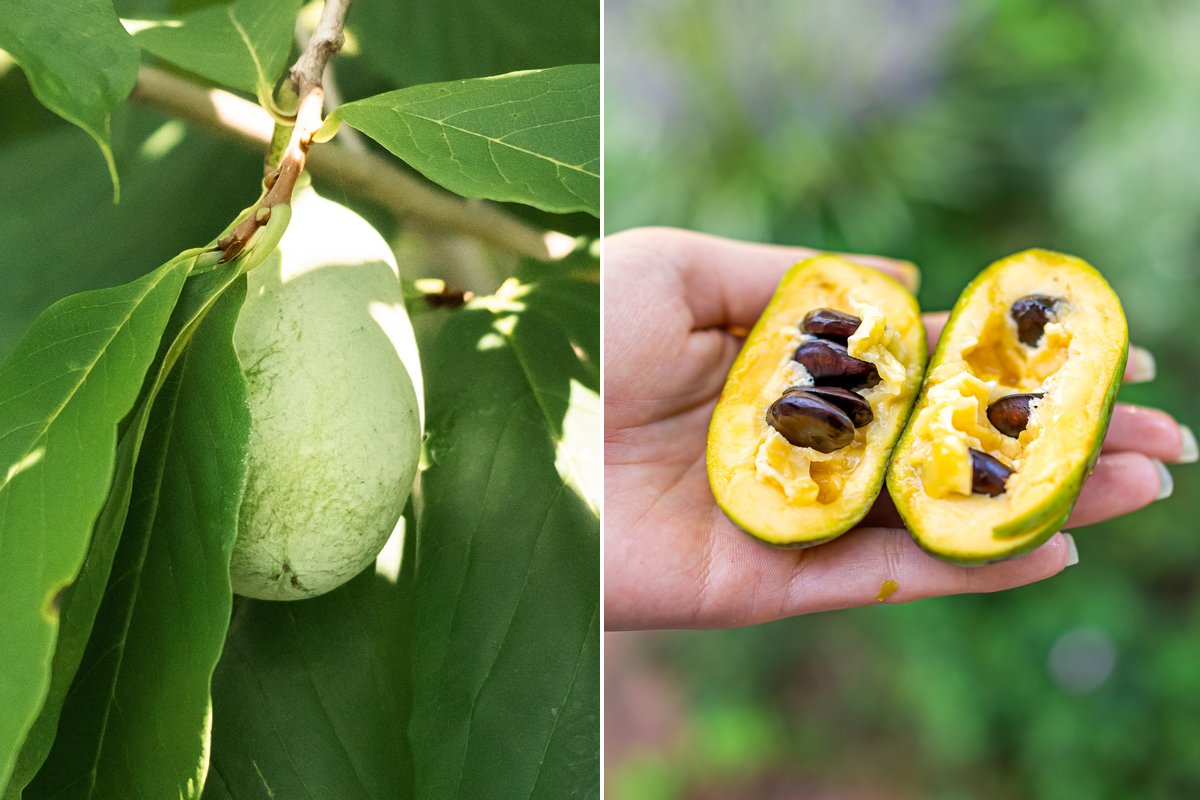 The pawpaw's green fruit (left) gives way to a custardy interior (right). (Photo credit, left: Kat Arazawa)