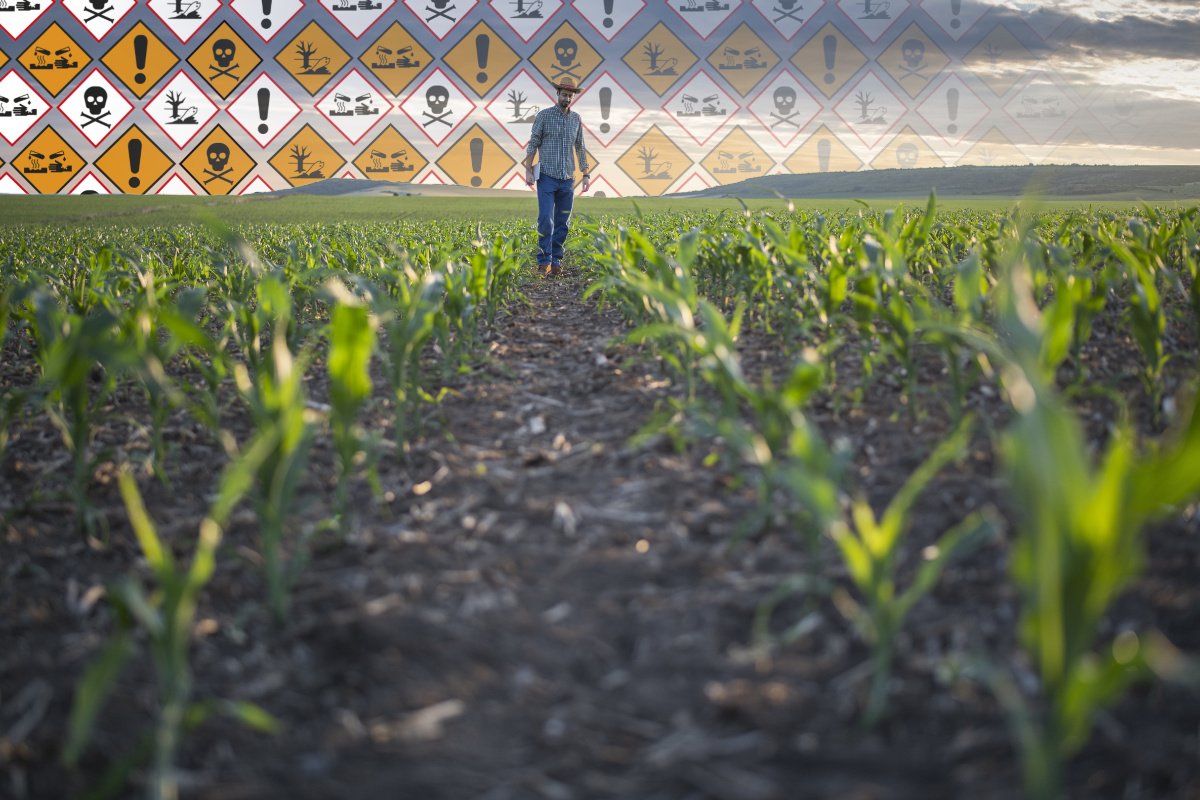 a farmer walks among the rows of corn in his cornfield; in the background, chemical hazard warning symbols appear on the horizon and fade into the distance.