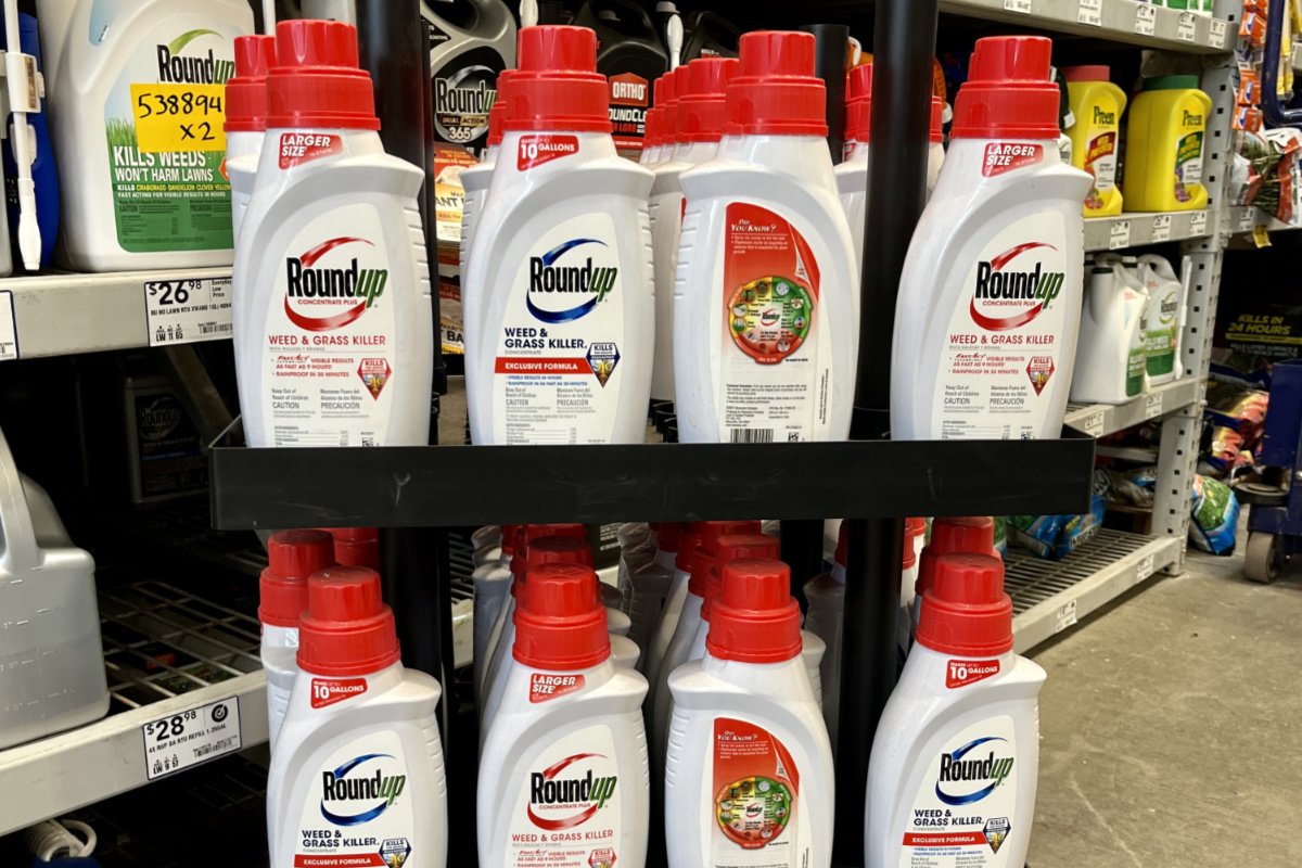 ows of weedkiller Roundup brand bottles with red caps