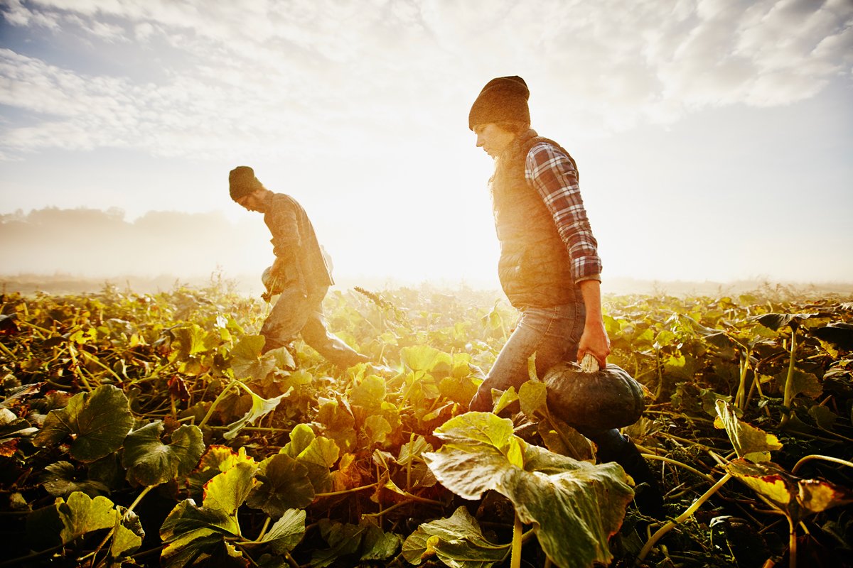Farmers carrying organic squash during harvest .