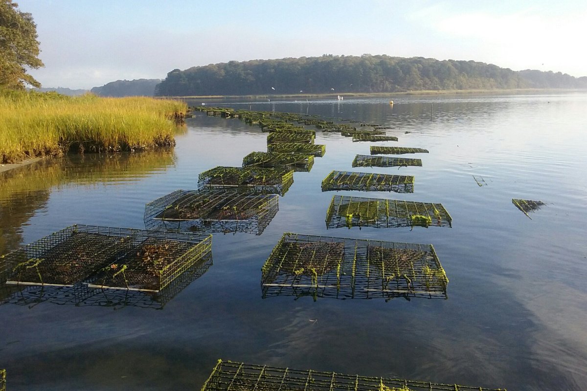 image of several shellfish cages in a bay, with light shining on it