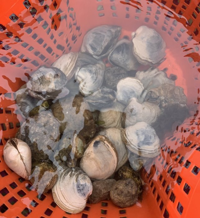 Hard-shelled clams, known as quahogs, freshly caught off Cape Cod. (Photo credit: Emma Glassman-Hughes)