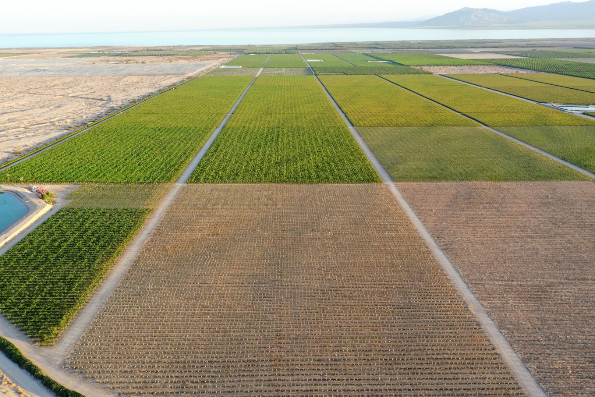 MECCA, CALIFORNIA - JULY 12: An aerial view of agricultural fields with the shrinking Salton Sea in the distance on July 12, 2022 near Mecca, California. According to the U.S. Drought Monitor, more than 97 percent of the state of California's land area is in at least severe drought status, with nearly 60 percent in at least extreme drought. California is now in a third consecutive year of drought amid a climate-change fueled megadrought in the Southwestern United States. (Photo by Mario Tama/Getty Images)