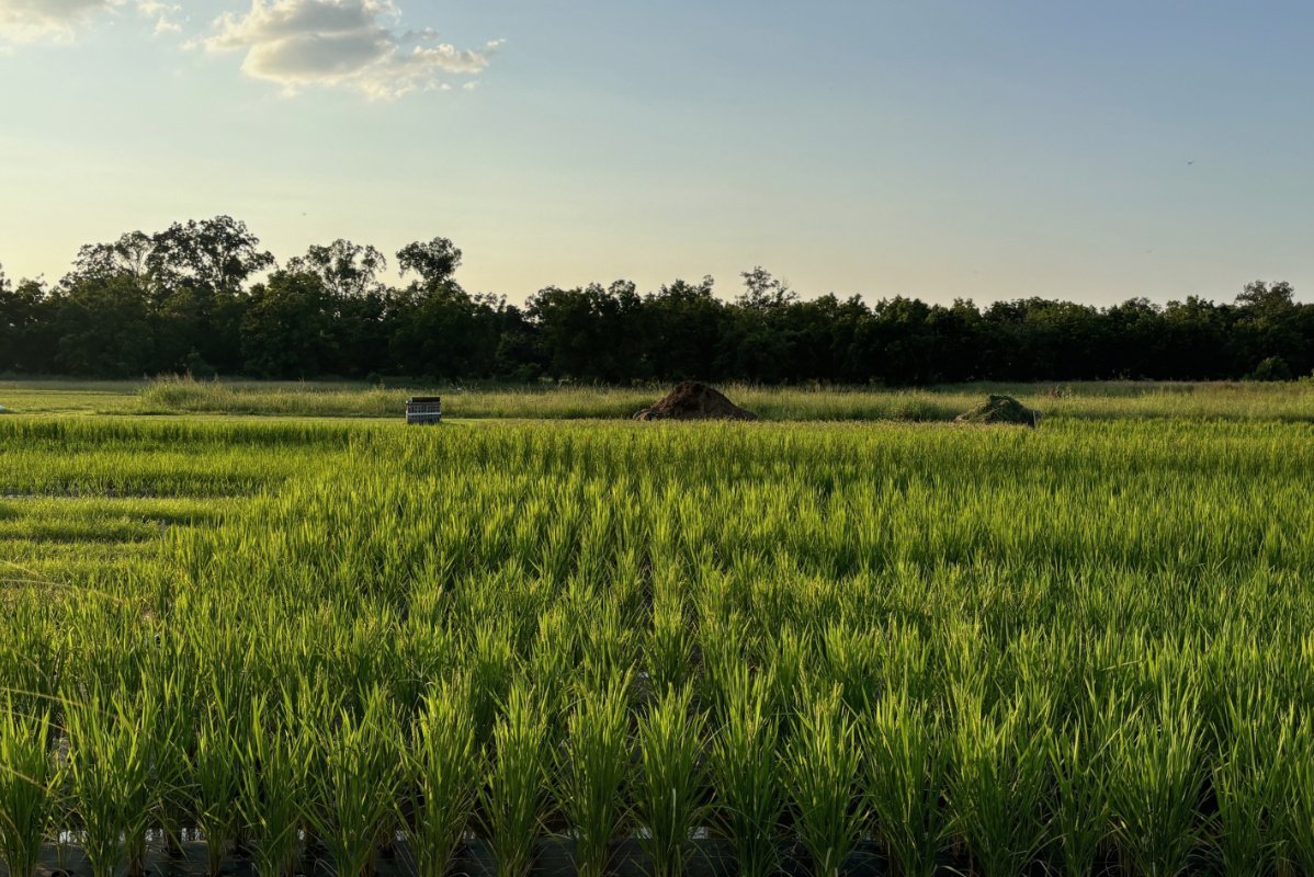 A large swath of land filled with young green rice stalks with barns in the background and a blue sky