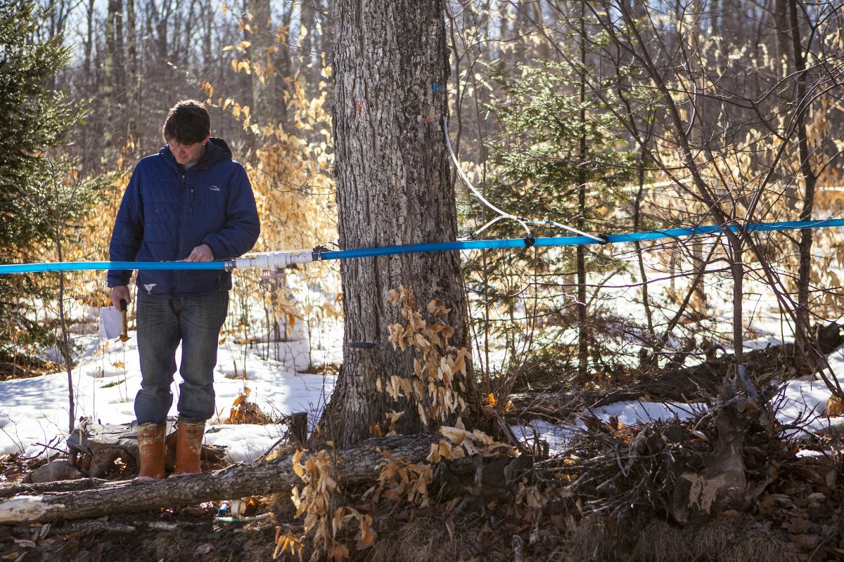A farmer and scientist looks at a thin blue tube that is attached to a maple tree trunk inside a forest with some snow on the ground