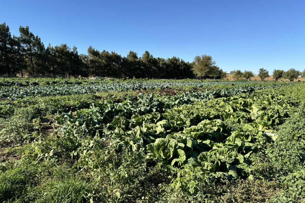 an organic farm with dozens of different vegetables planted in the ground, and hedgerows in the background
