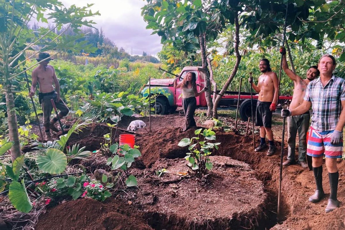 The Kanaka Kava crew plant ‘awa observing traditional Native Hawaiian protocols. (Photo credit: Kanaka Kava)