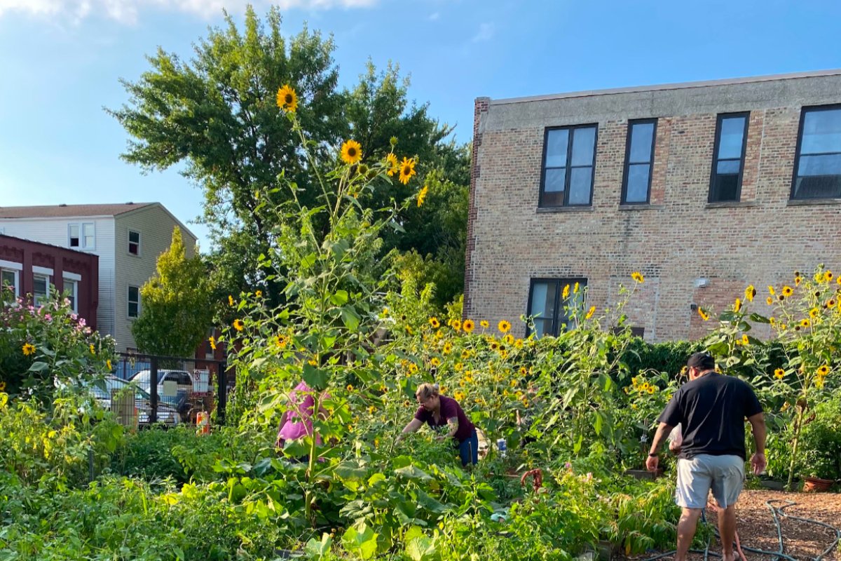 a vibrant community garden with tall sunflowers and workers
