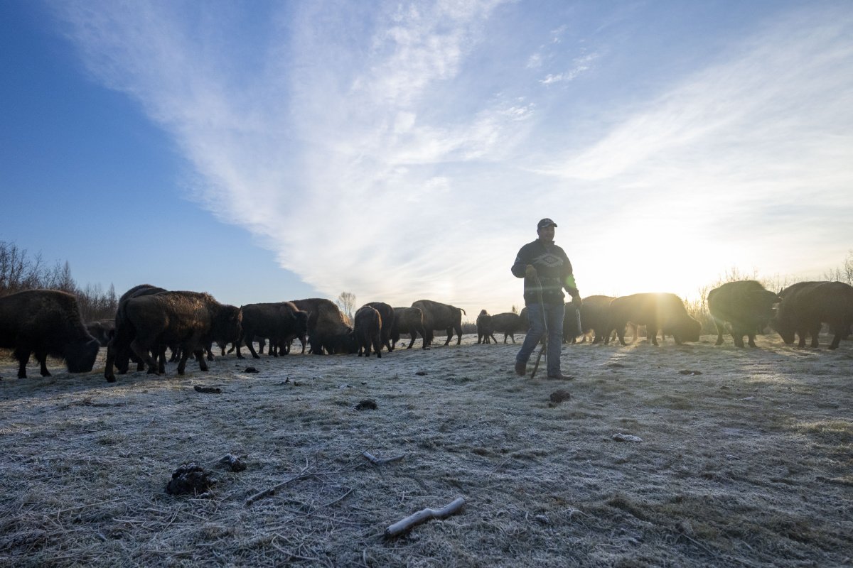 A Native American man stands in a field with a herd of bison, with the light shining behind him and blue skies above
