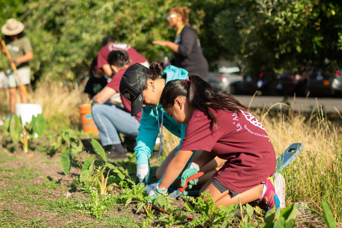 Mōhala Youth Council Director Sophia Sakaino mentors a keiki, or child, clearing weeds to help kalo thrive in the community garden. Ka ʻAha Lāhui O ʻOlekona Hawaiian Civic Club.