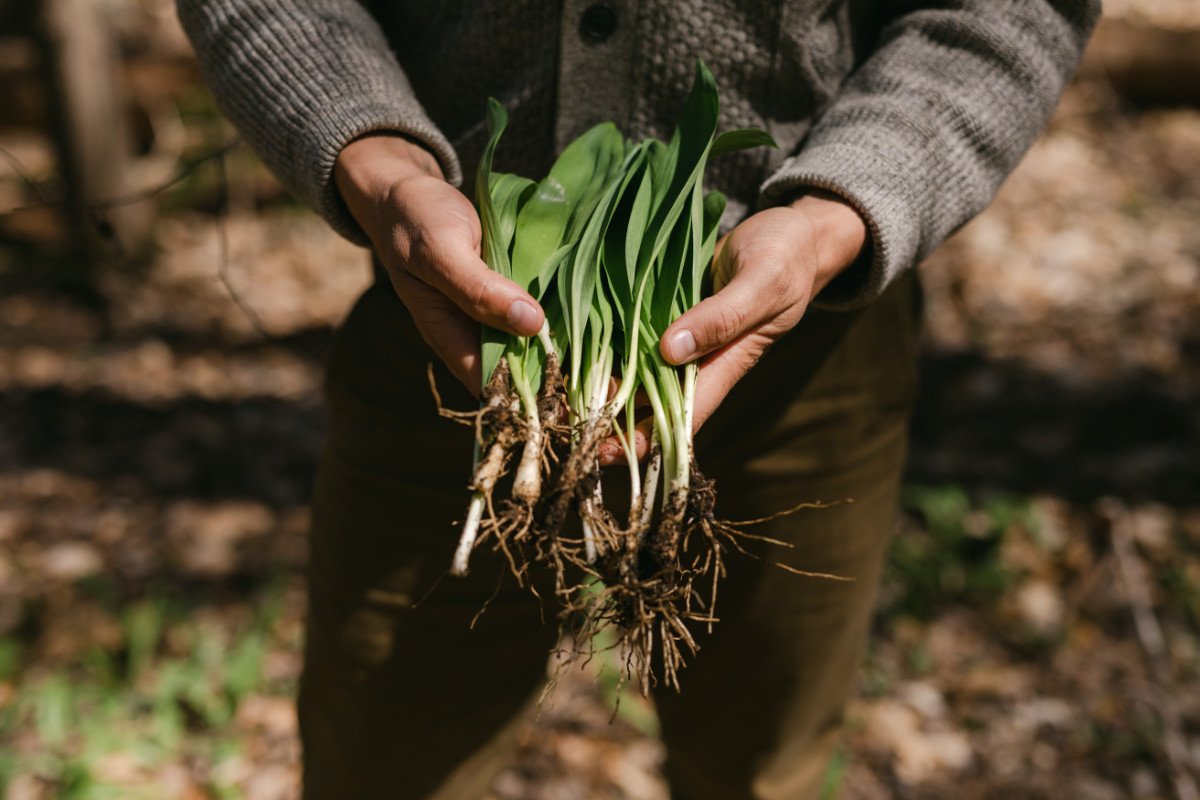 Close up of a man's hands holding his freshly foraged wild ramps