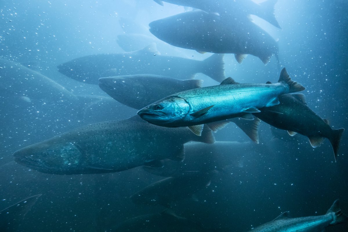 Wild salmon migrating upstream in the Columbia River, Oregon.