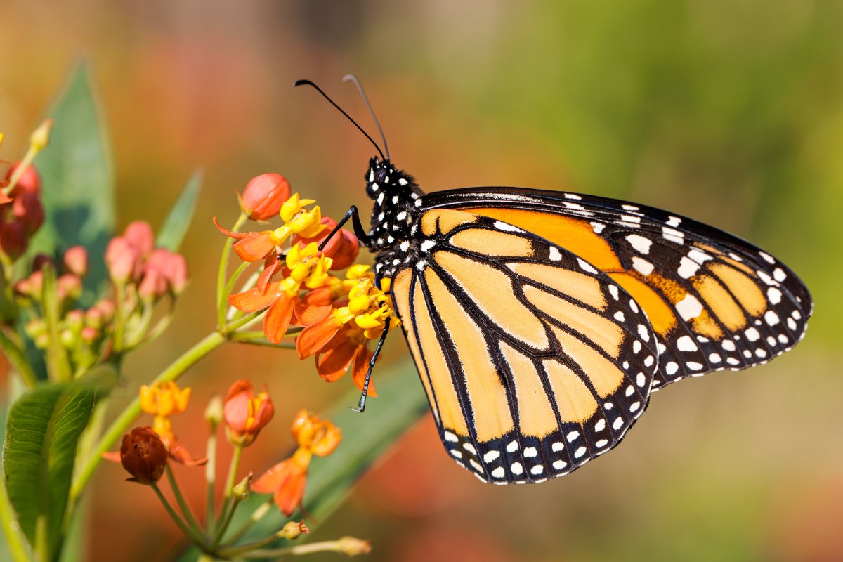 A monarch butterfly on tropical milkweed. (Photo credit: Sue Zellers, Getty Images)