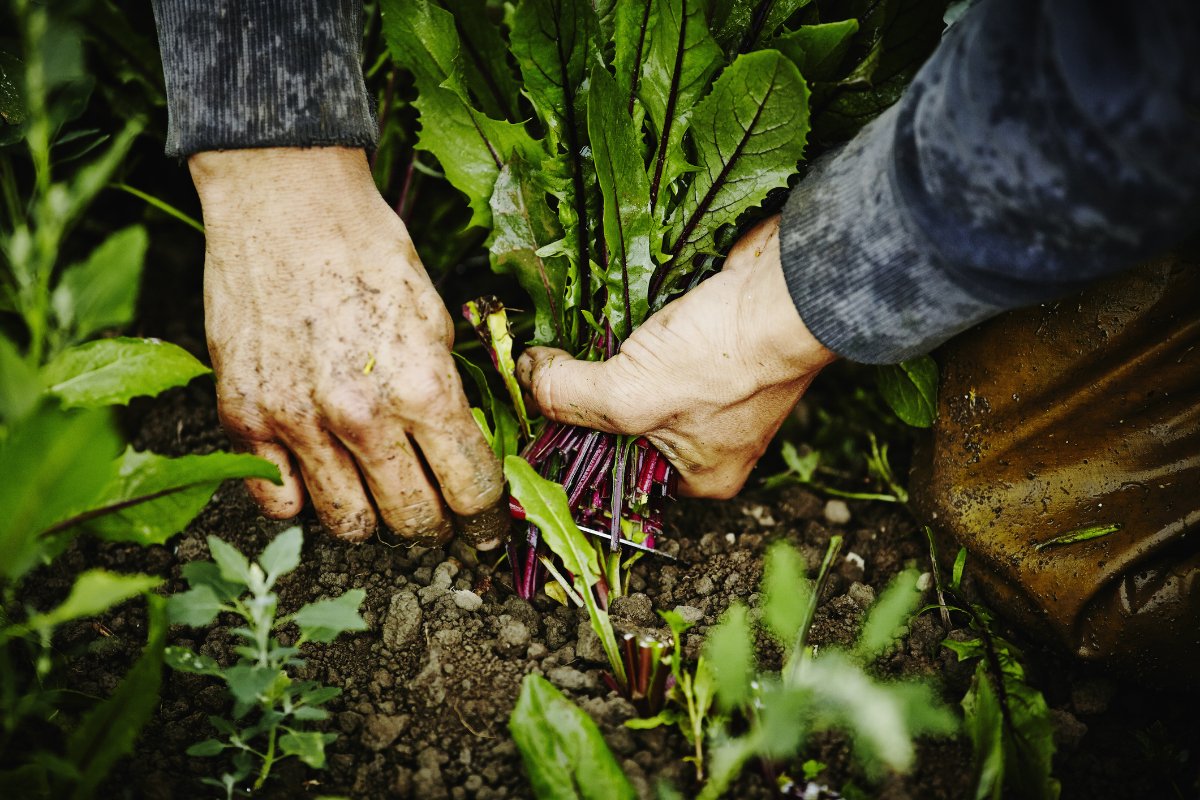 Farmers hands harvesting organic dandelion greens cutting base of stems