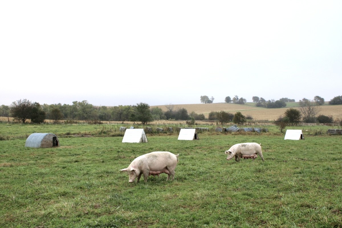 Sows at Paul Willis' Family Farm. Gestation options for sows in the Niman Ranch system include hoop barns, larger open sided barns, and pastures with huts. (Photo courtesy of Niman Ranch). Sows walking across a green pasture