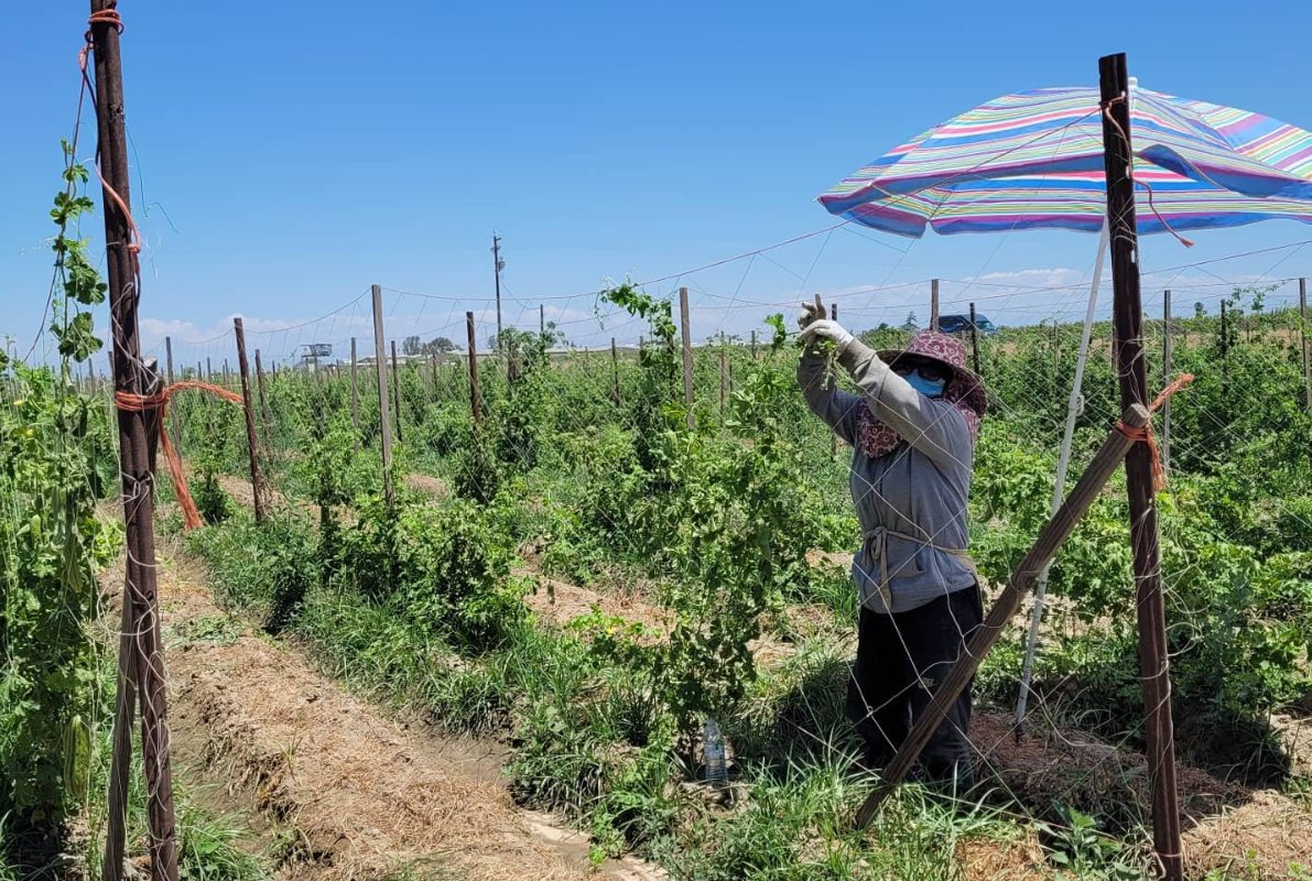 an elder Hmong American woman wearing gloves and a hat stands under an umbrella to string up a produce on a trellis on a farm in California