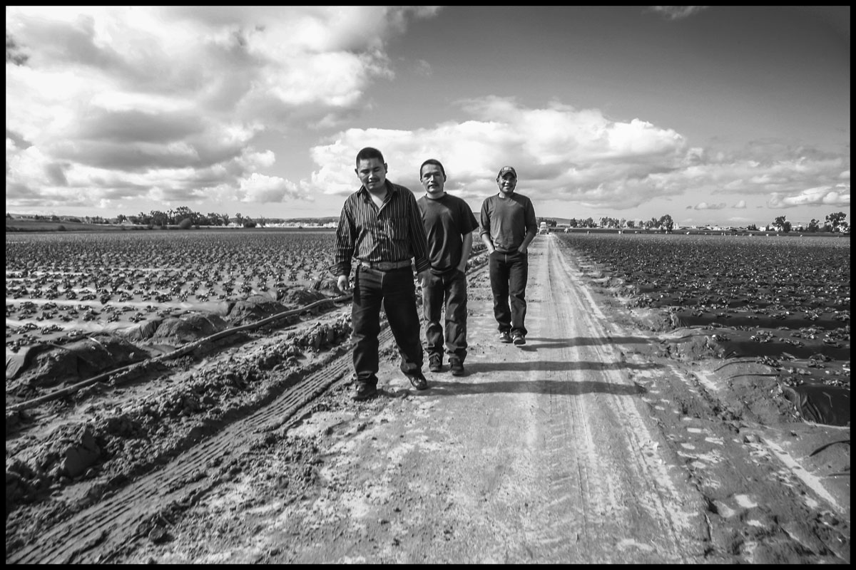 Three farmworkers living in Santa Maria walk out of a field, after having been told by the foreman of a crew picking strawberries that there was no work for them. (Photo credit: David Bacon)