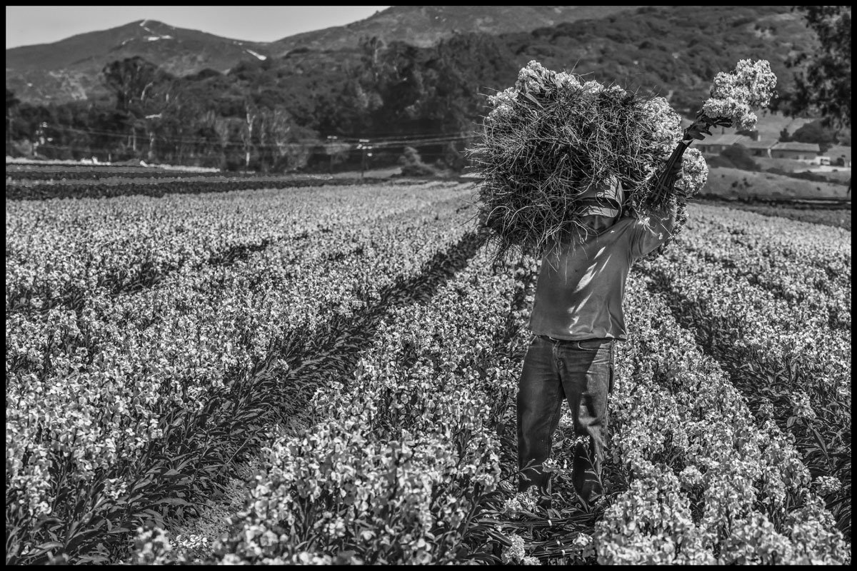 An H-2A worker hoists a load of flowers in a field in Lompoc, near Santa Maria. (Photo credit: David Bacon)