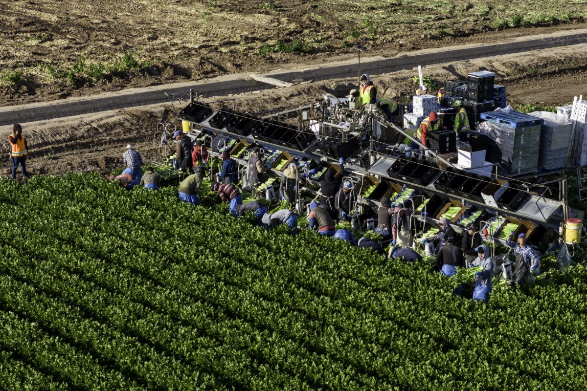 Farmworkers harvest celery near the U.S.-Mexico border in March 2024. (Photo credit: John Moore, Getty Images)
