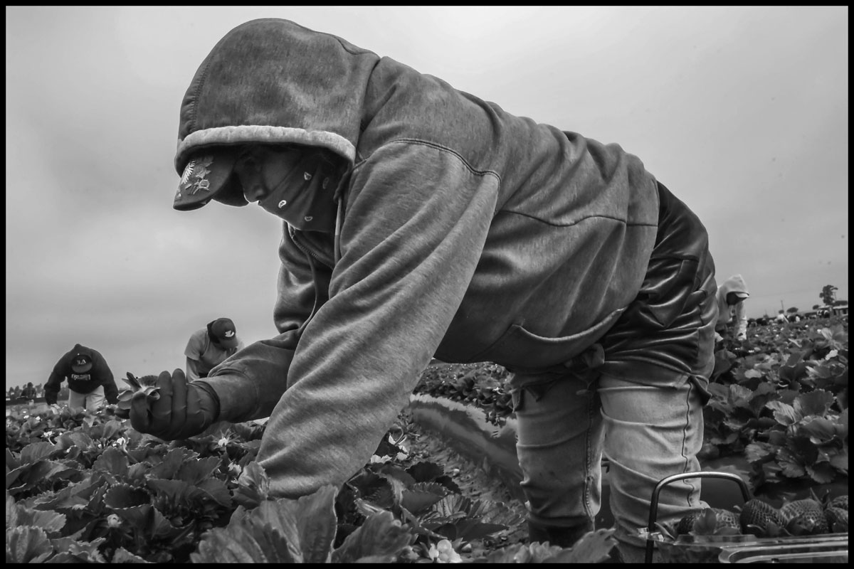 A worker picks strawberries in a field near Santa Maria. (Photo credit: David Bacon)