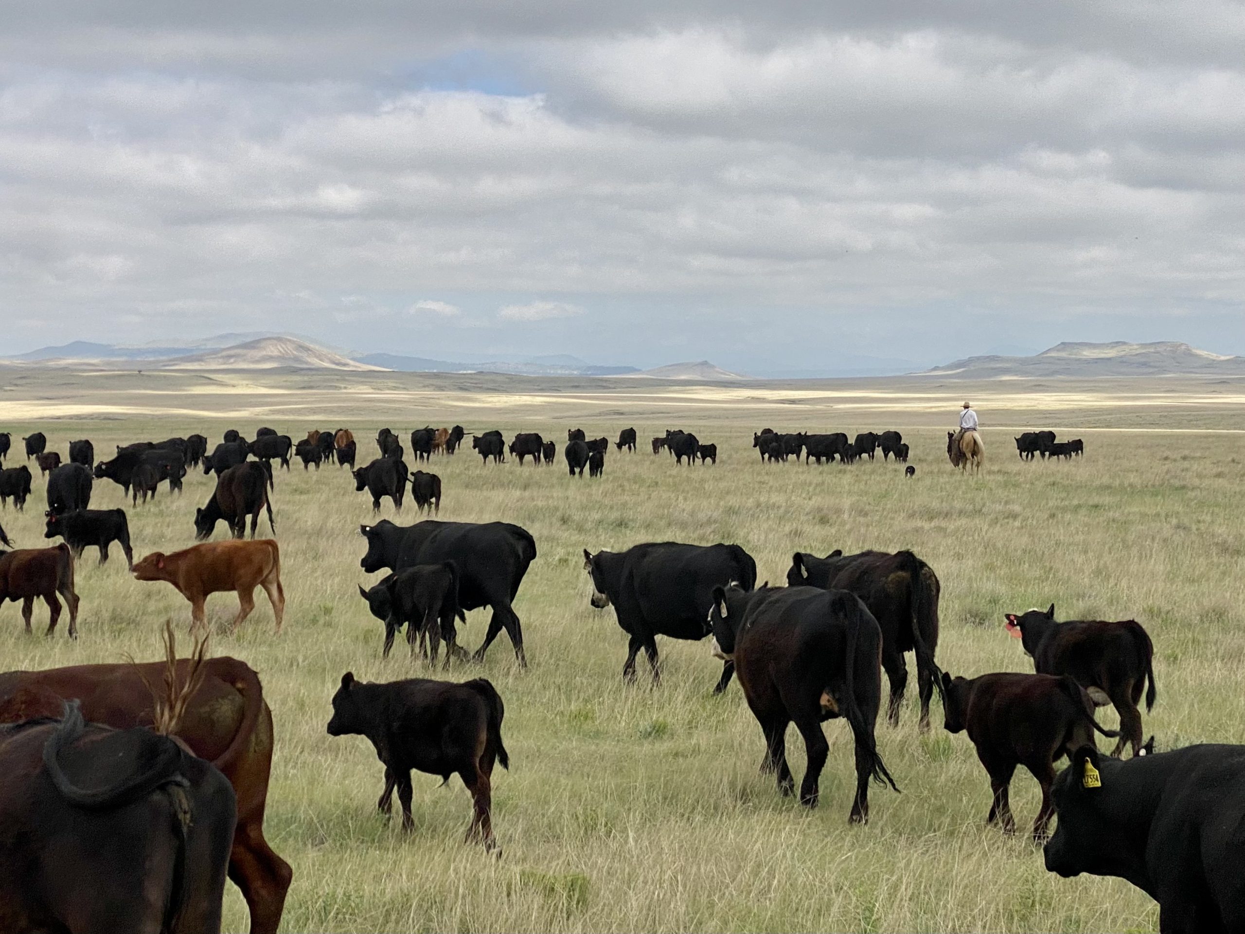 Ranchers herd cattle across open range in the Sangre de Christo Mountains, New Mexico.